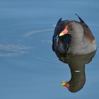 Teichhuhn: Doppelt schwimmt es sich besser