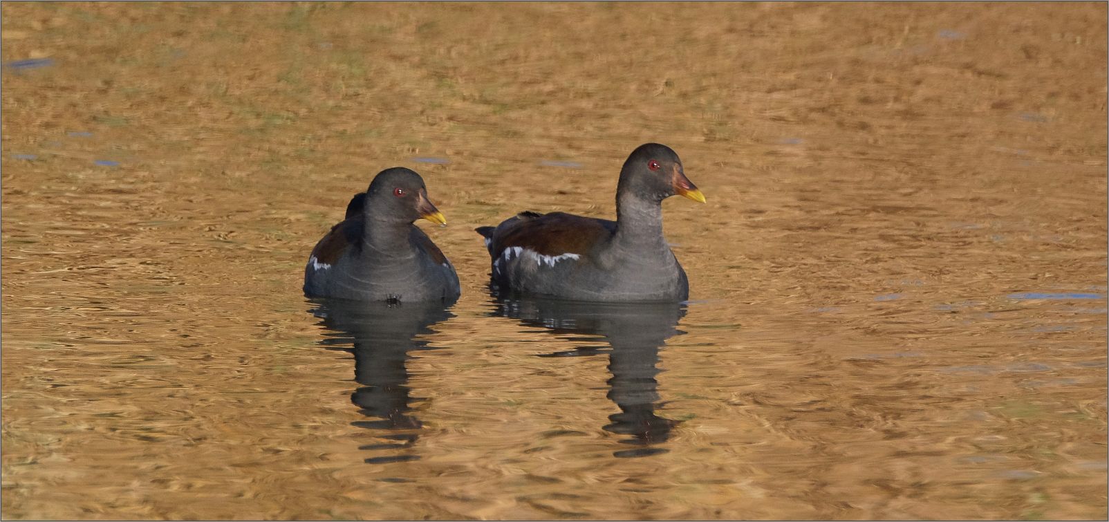 teichhuhn-duo