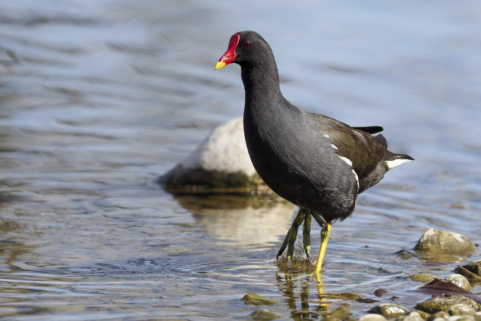 Teichhuhn