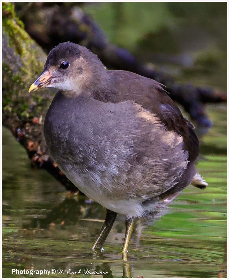 Teichhuhn