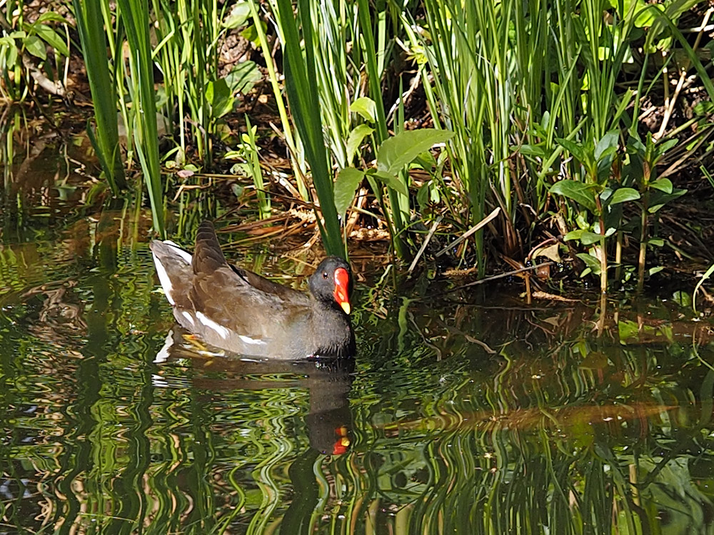 Teichhuhn