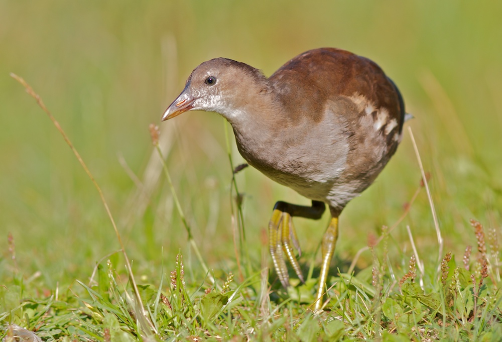 Teichhuhn