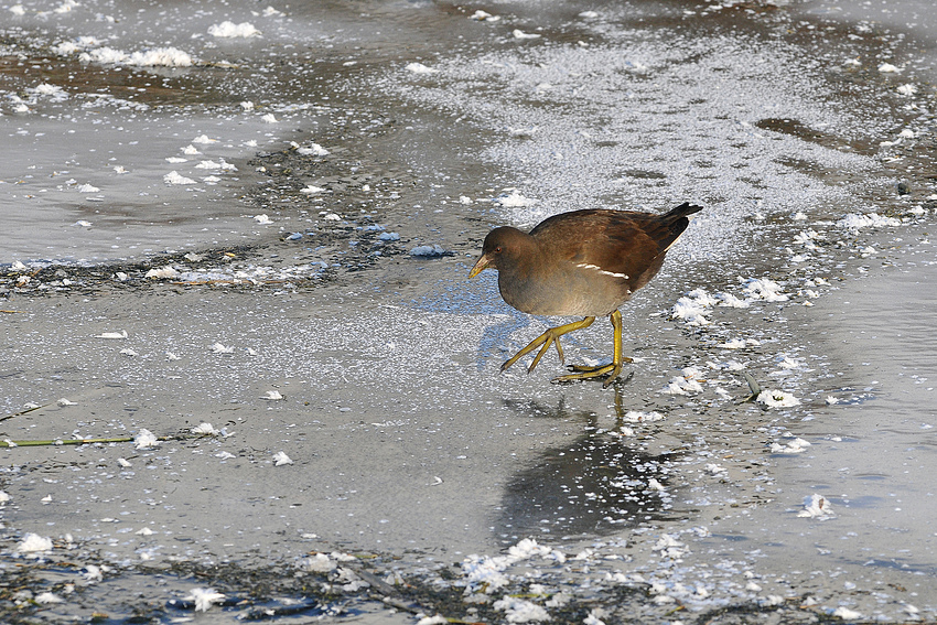 Teichhuhn-Eisläufer