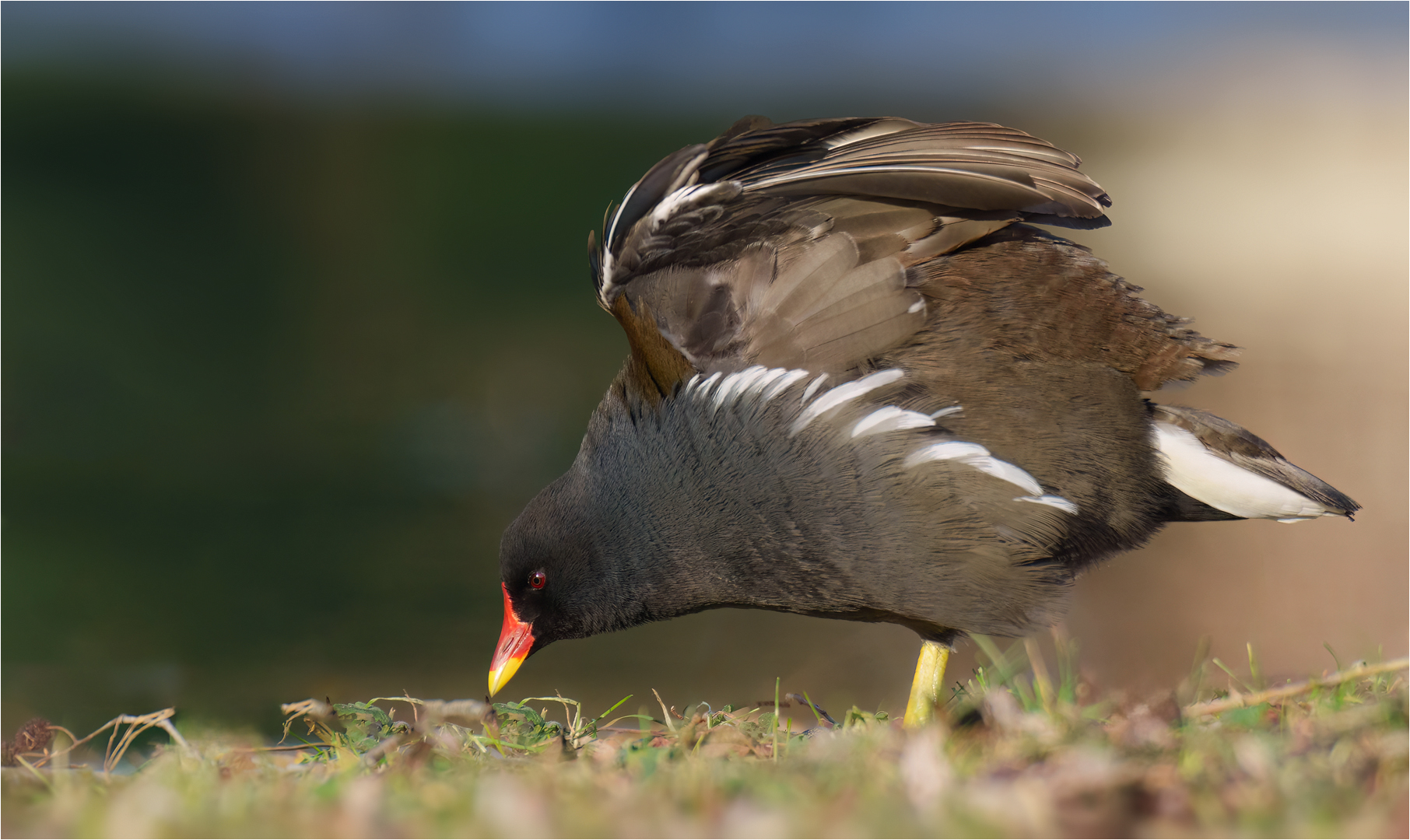 Teichhuhn