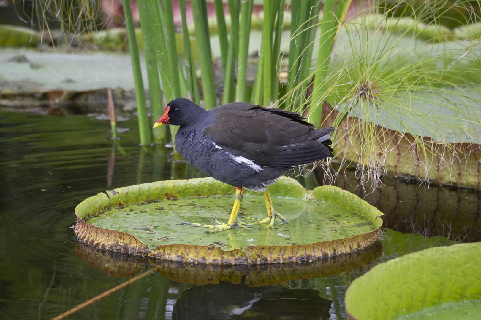 Teichhuhn