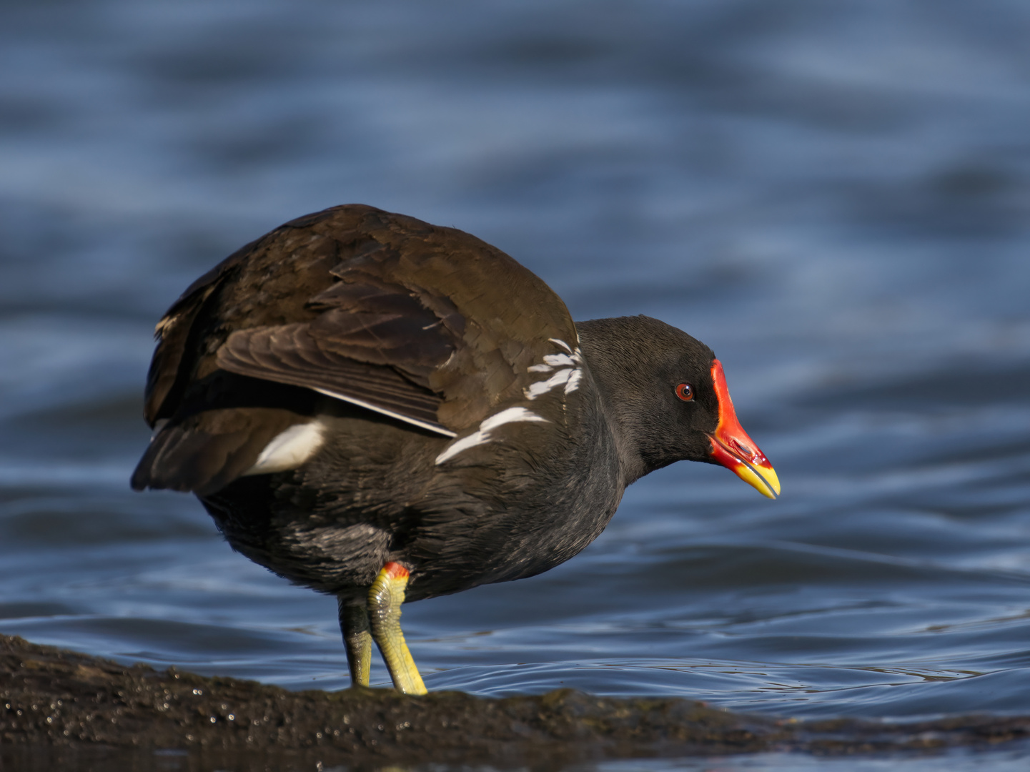 Teichhuhn