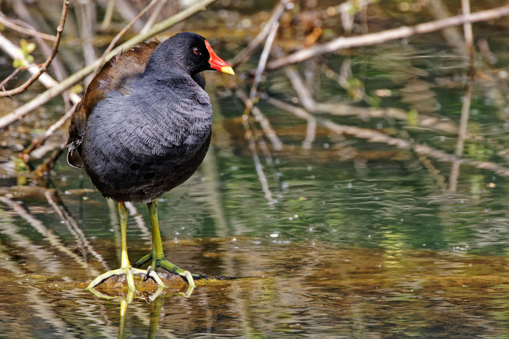 Teichhuhn