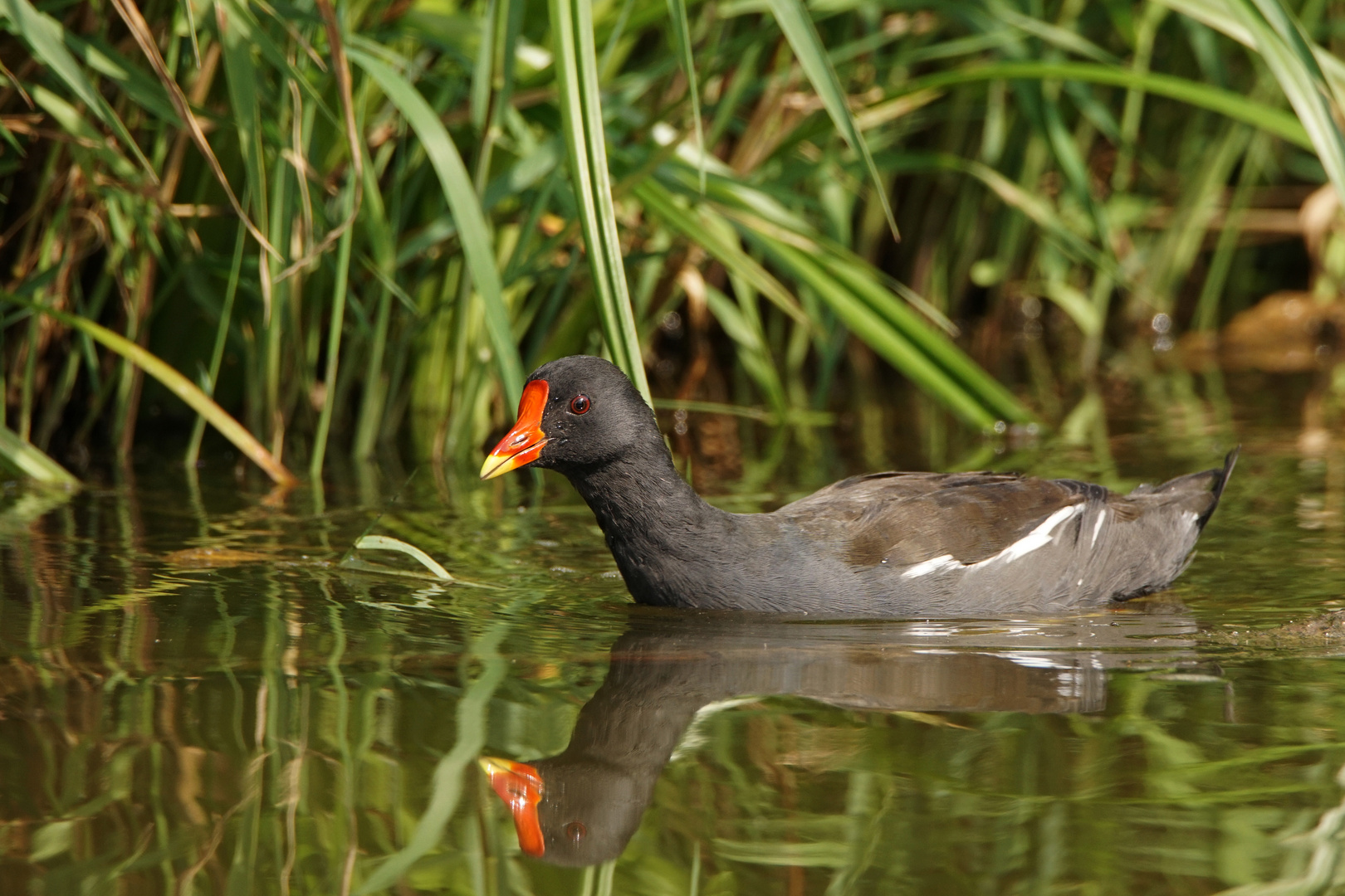 Teichhuhn