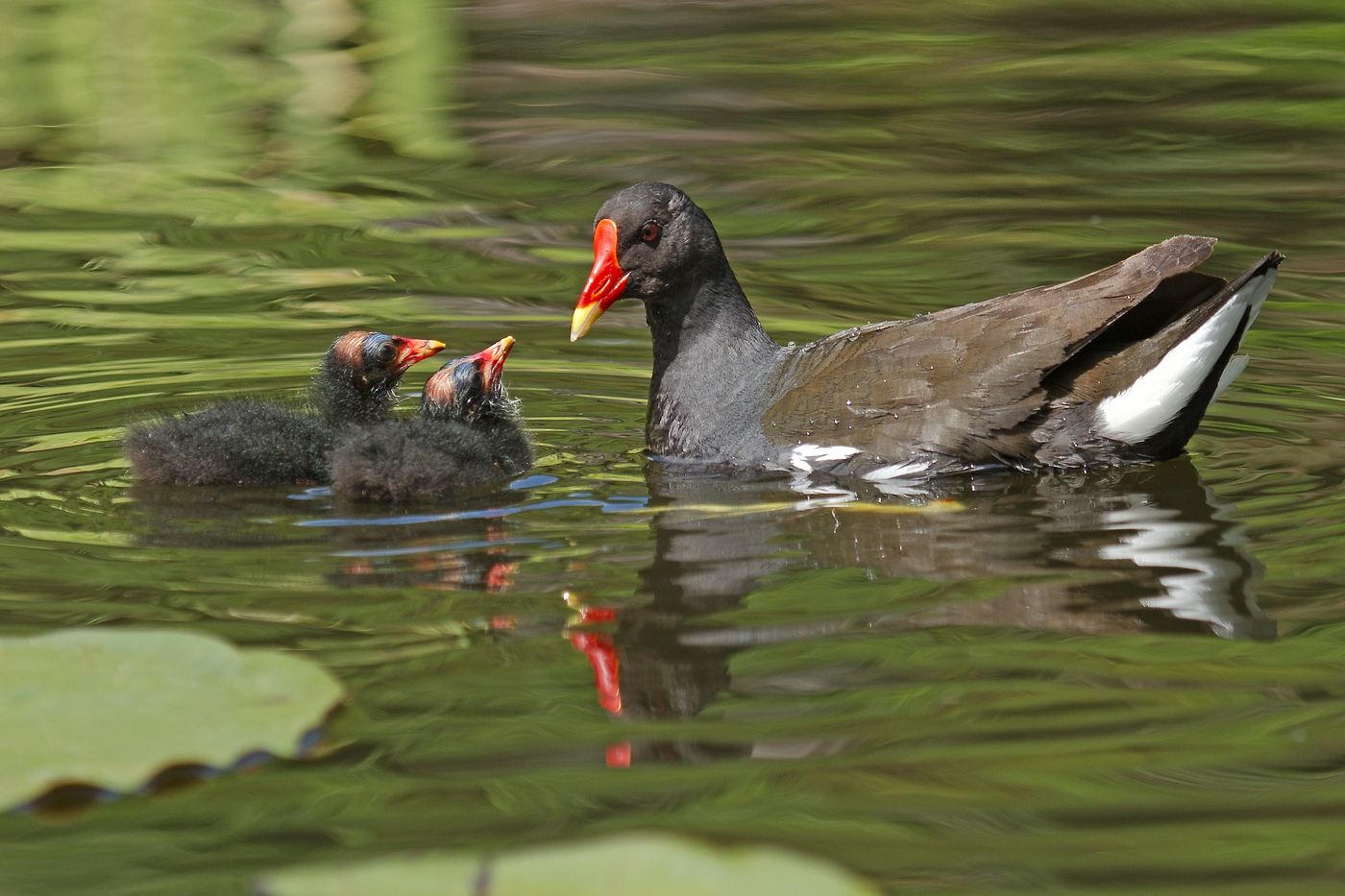 Teichhuhn- Familie