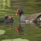 Teichhuhn- Familie