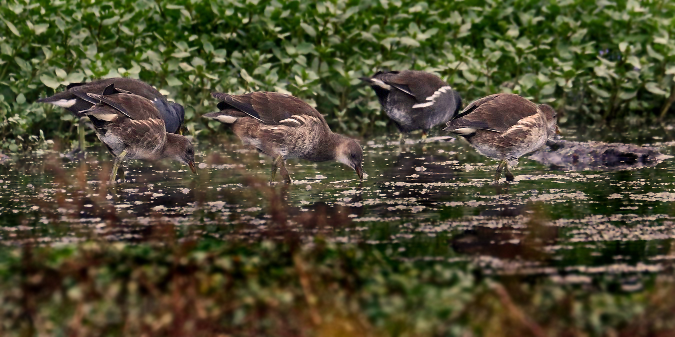 "Teichhuhn - Familie"