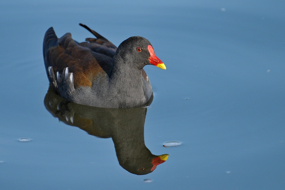 Teichhuhn: Fast ein Deutschlandvogel