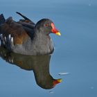 Teichhuhn: Fast ein Deutschlandvogel