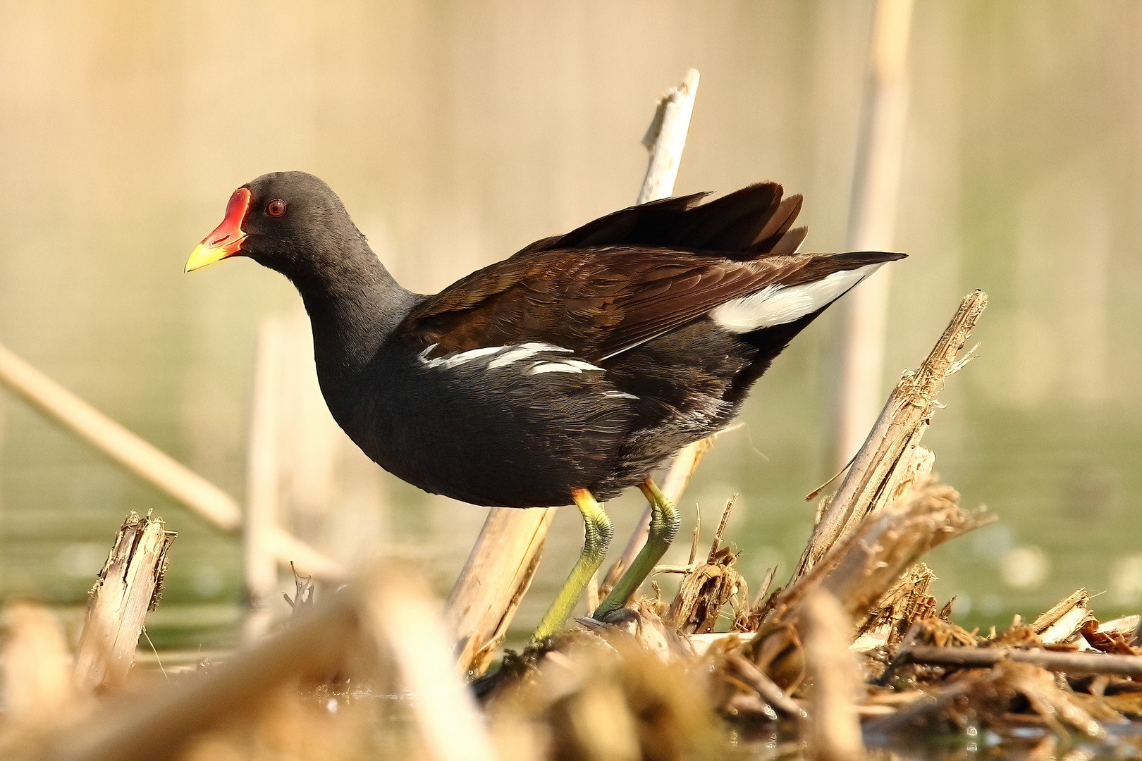 Teichhuhn