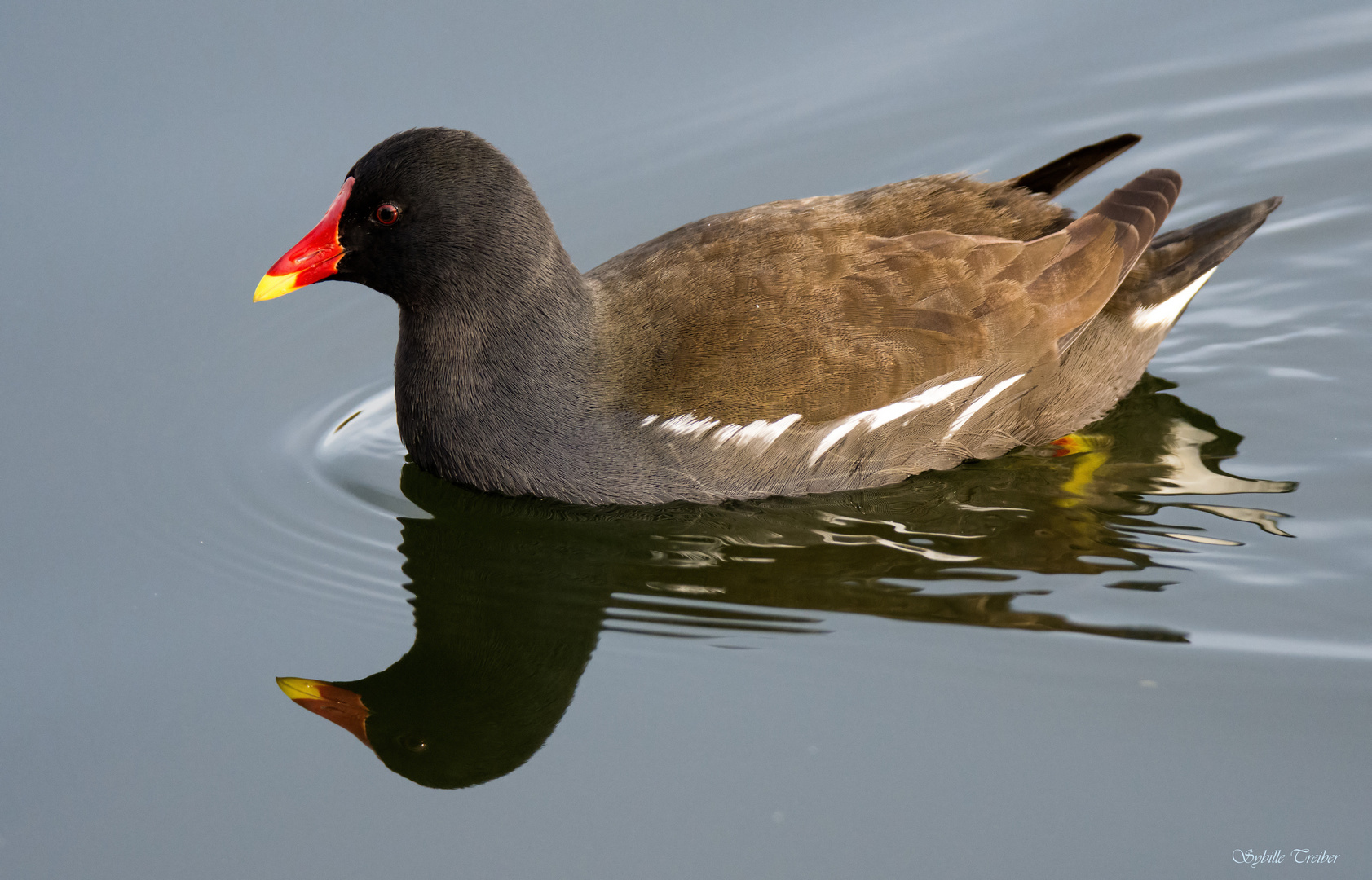 Teichhuhn