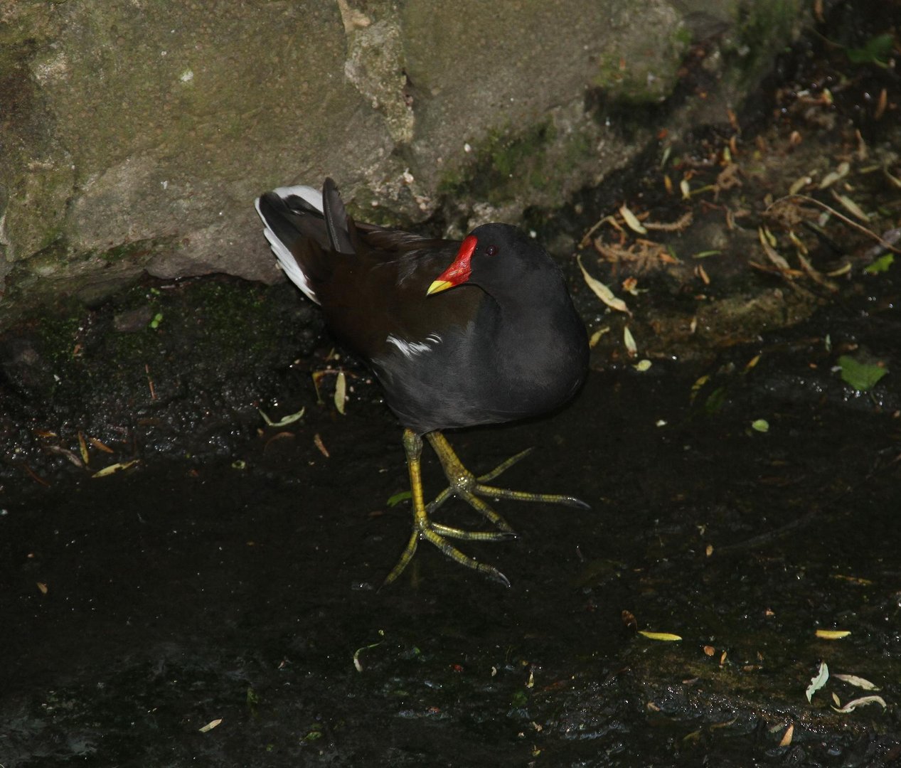 Teichhuhn