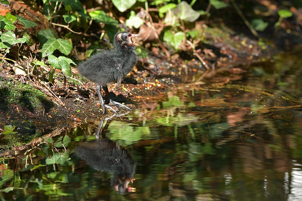 Teichhuhn – Gähnen