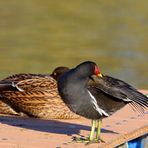 Teichhuhn (Gallinula chloropus)