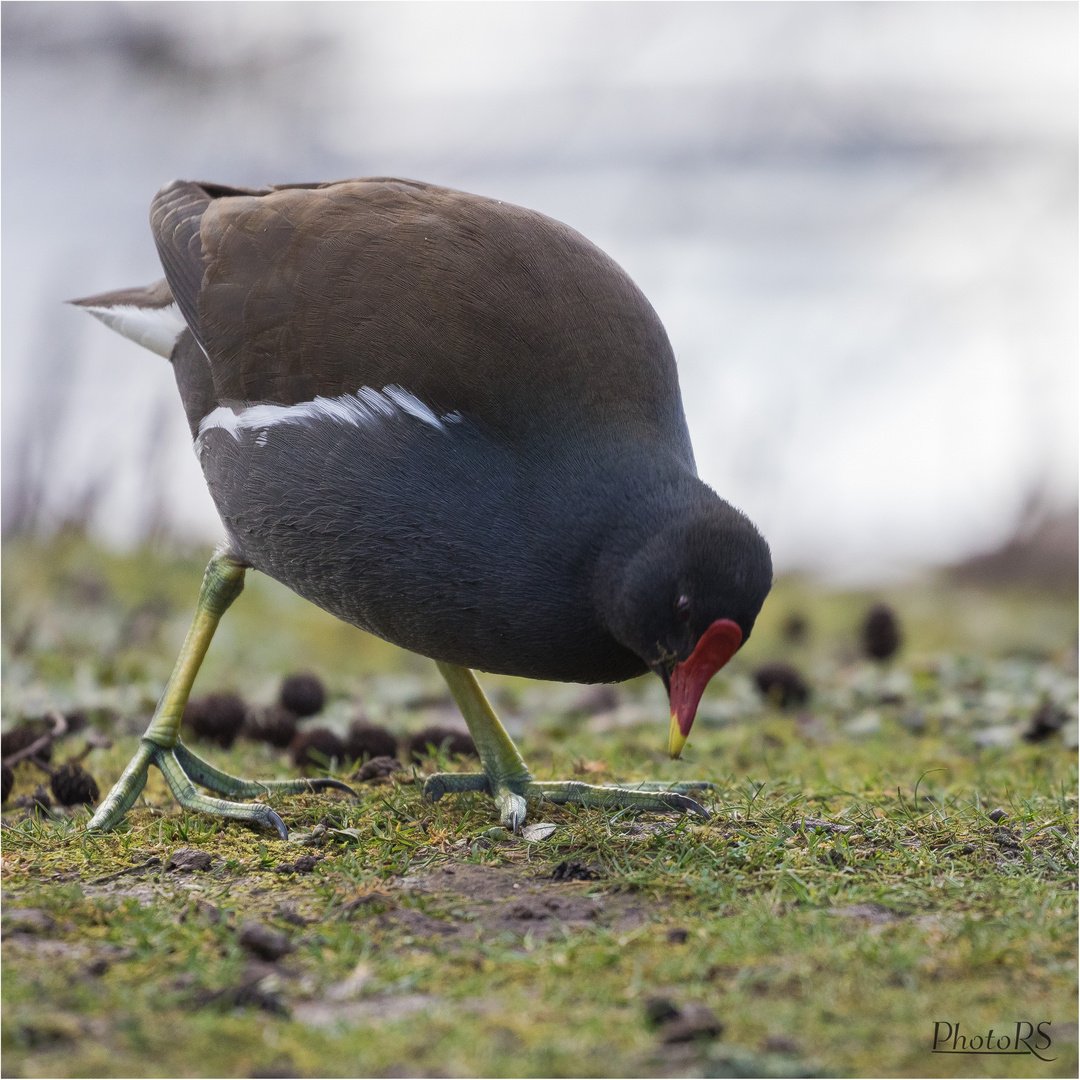 Teichhuhn (Gallinula chloropus)