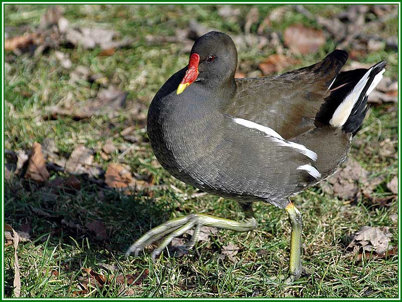 Teichhuhn - Gallinula chloropus