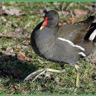 Teichhuhn - Gallinula chloropus