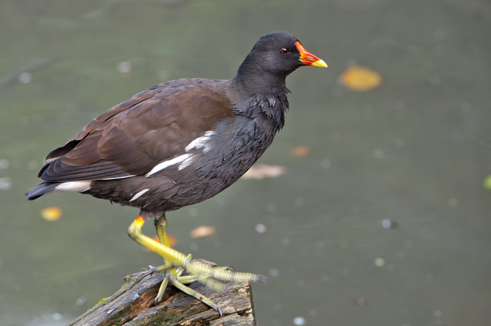 Teichhuhn (Gallinula chloropus)