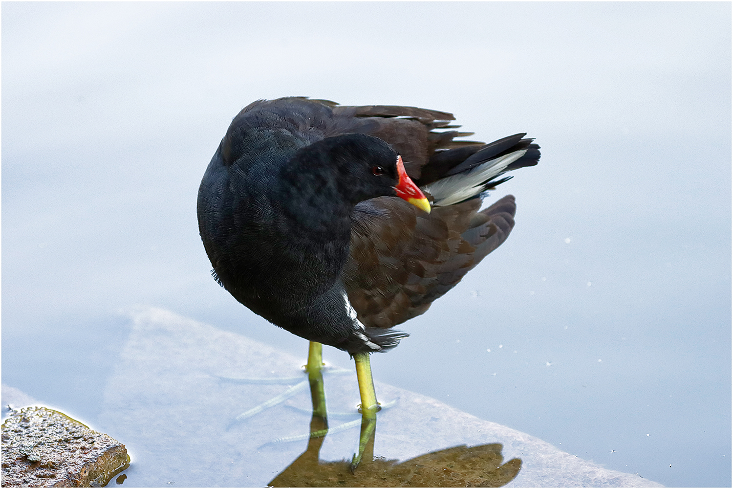 Teichhuhn (Gallinula chloropus)