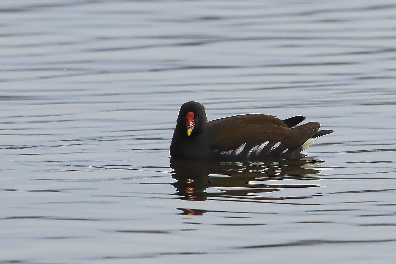 Teichhuhn (Gallinula chloropus)