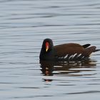 Teichhuhn (Gallinula chloropus)