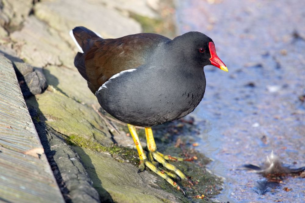 Teichhuhn (Gallinula chloropus)