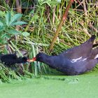 Teichhuhn (Gallinula chloropus)