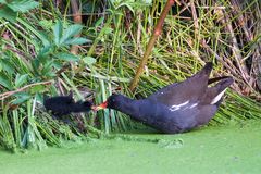 Teichhuhn (Gallinula chloropus)