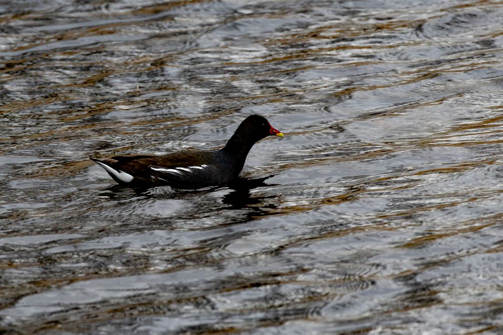 Teichhuhn (Gallinula chloropus)