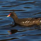 Teichhuhn (Gallinula chloropus)