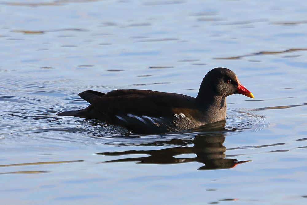 Teichhuhn (Gallinula chloropus)