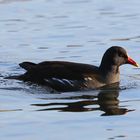 Teichhuhn (Gallinula chloropus)