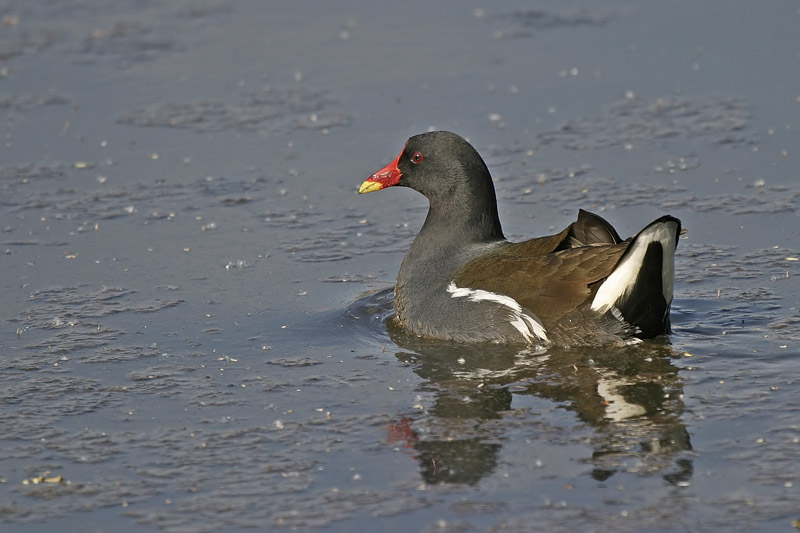 Teichhuhn (Gallinula chloropus)