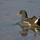 Teichhuhn (Gallinula chloropus)