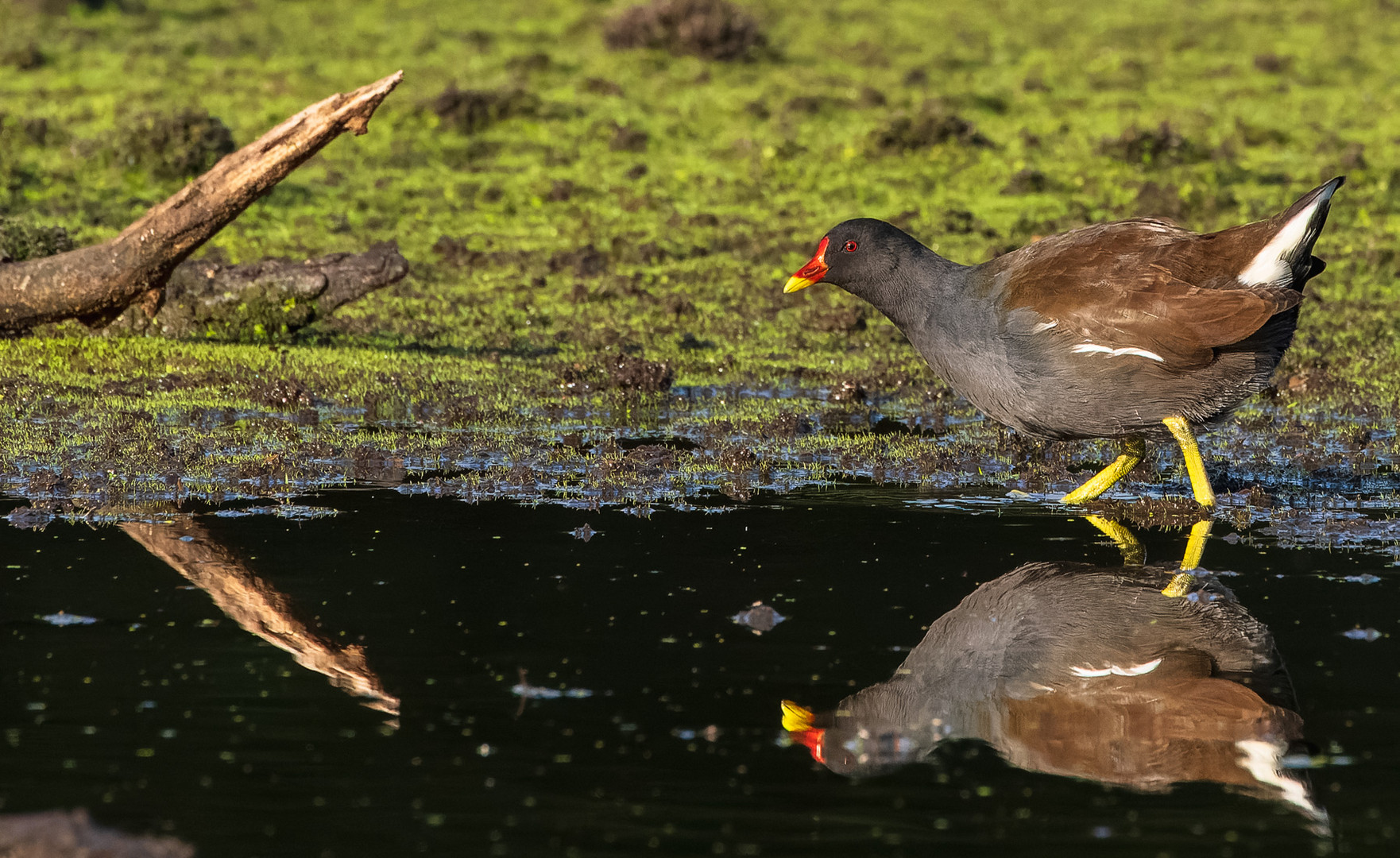 Teichhuhn - Gallinula chloropus