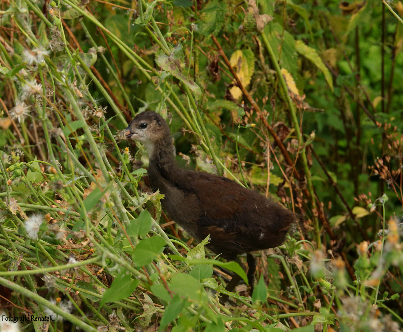 Teichhuhn - Gallinula chloropus linnaeus