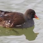 Teichhuhn - gut gekühlt