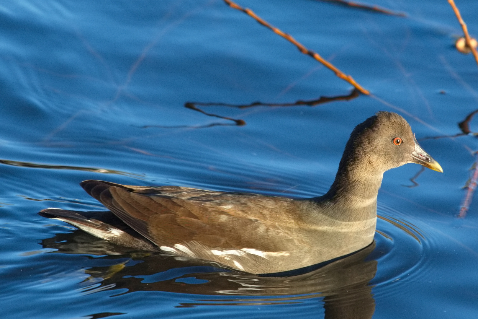 Teichhuhn (II)