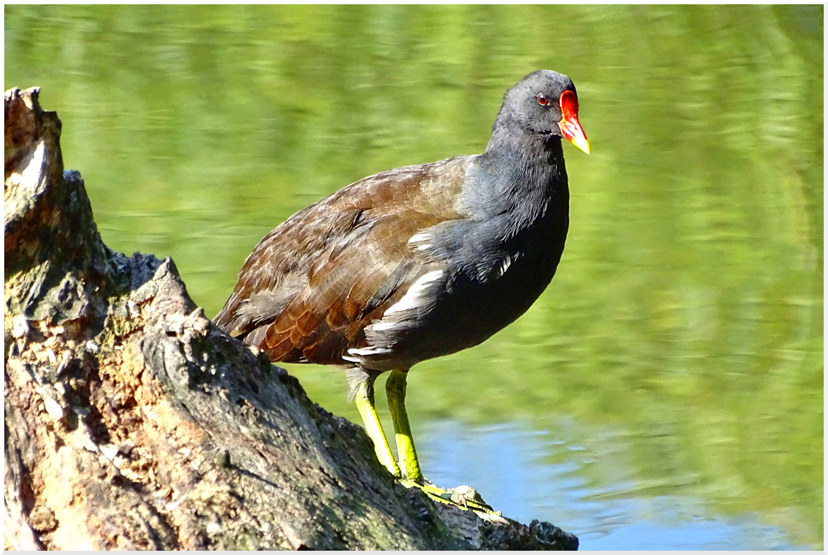 Teichhuhn II