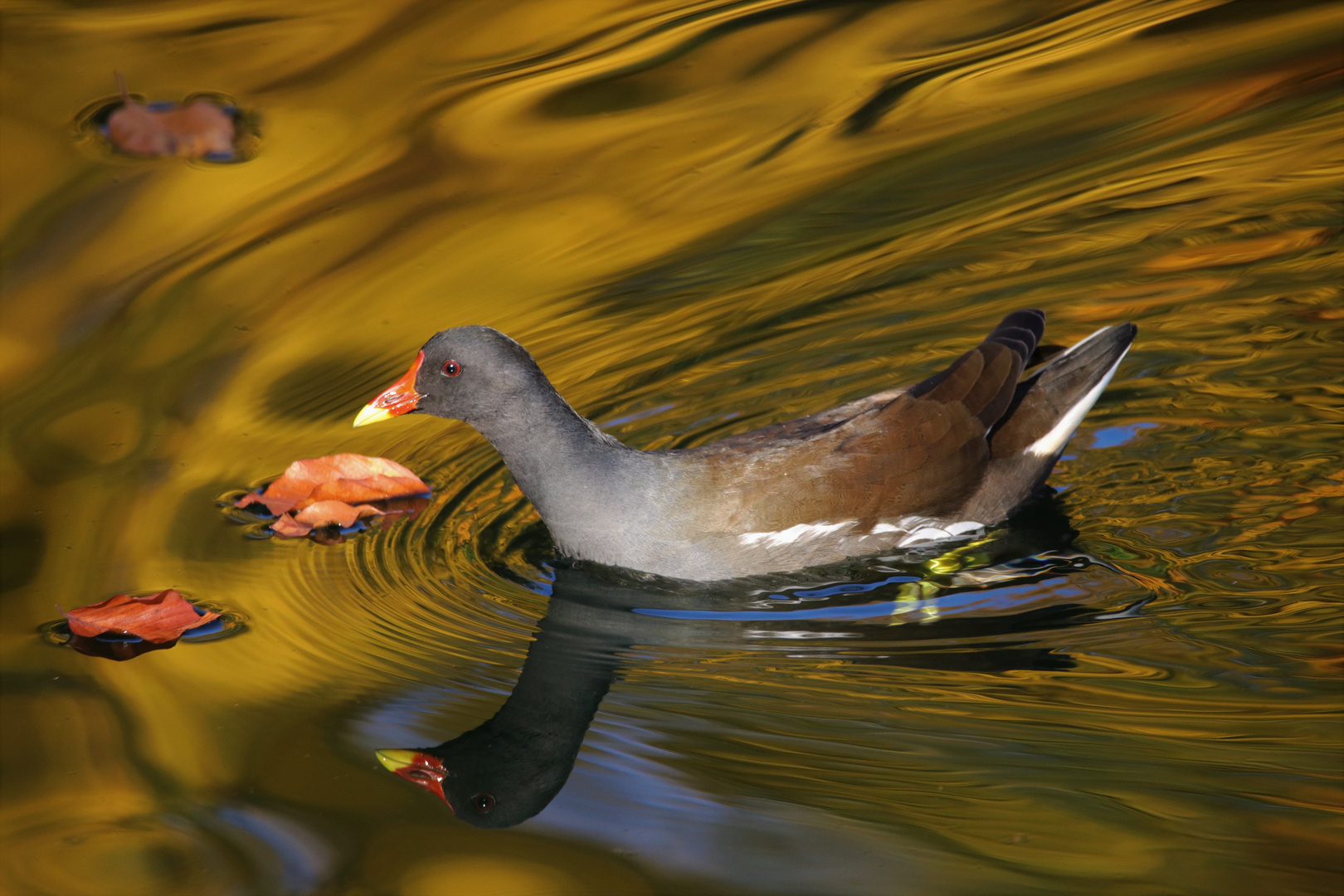 Teichhuhn  im Herbstlicht 2