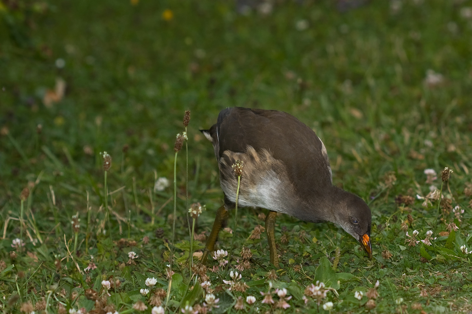 Teichhuhn im Jugendkleid