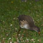 Teichhuhn im Jugendkleid