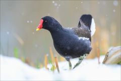 Teichhuhn im Neuschnee..