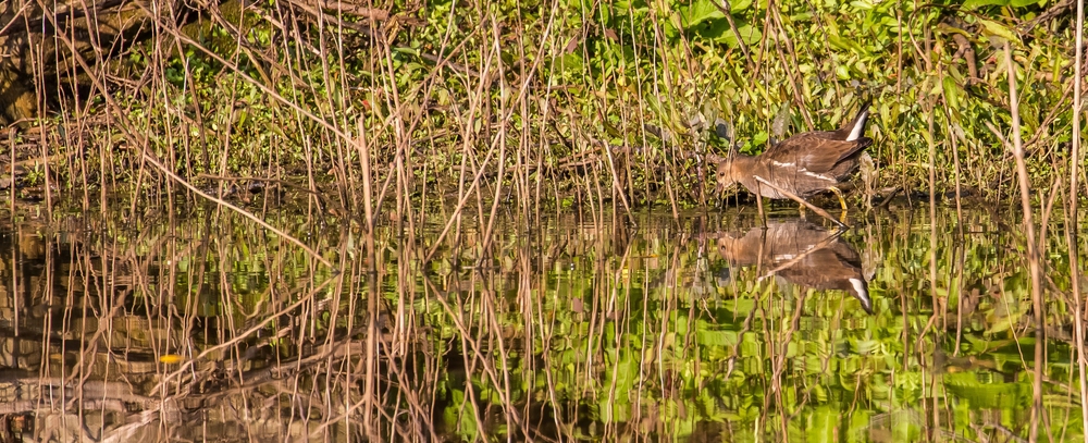 Teichhuhn im Panoramaformat