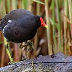 Teichhuhn im Regen