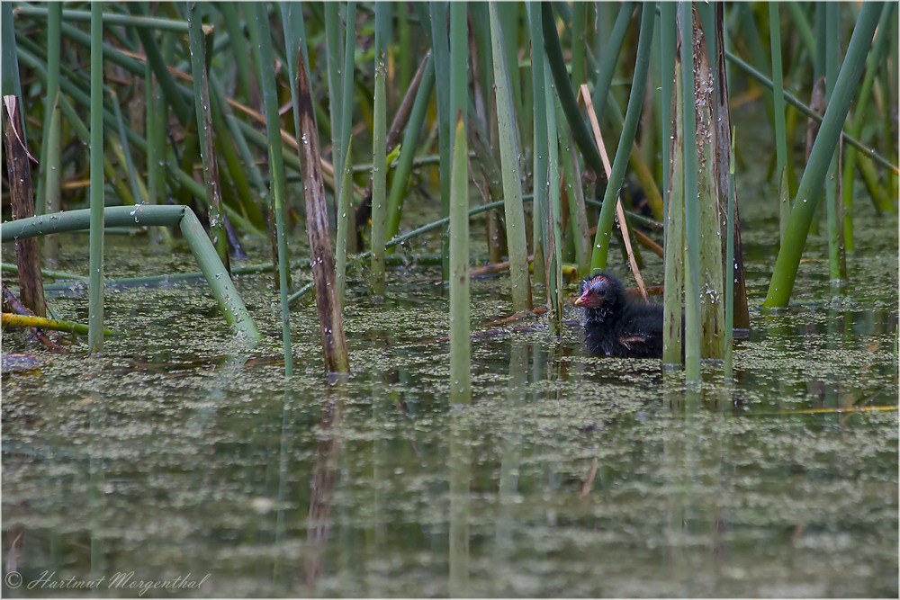 Teichhuhn im Schilf